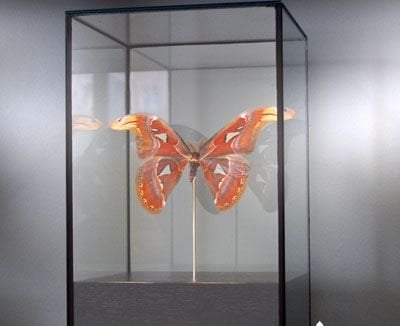 Butterfly display case